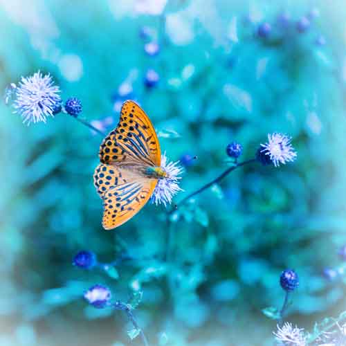 Butterfly on blue background